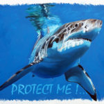 Tableau Protect Me! Le Cri d'Alarme pour les Requins en Danger, créé par Jean-Jacques Venturini, artiste peintre à Antibes. Requins, superprédateur, requin blanc, déclin des populations de requins, Espèces vulnérables, WWF, IFAW.
